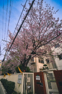 えびす堂見守りシェアハウスの近くの桜